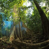 Ancient trees what you should know in nam cat tien national park saigonriders 1024x683