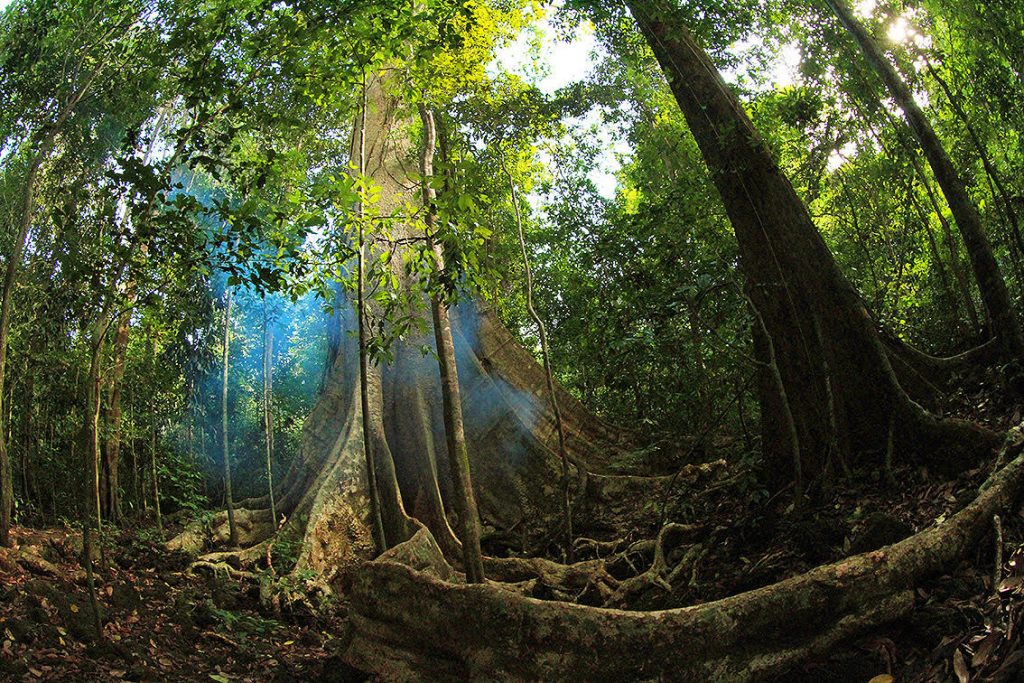 Ancient trees what you should know in nam cat tien national park saigonriders 1024x683